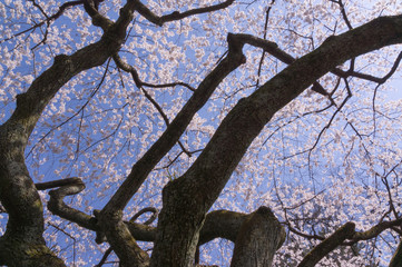 Spring Pink Cherry Blossoms with Blue Sky Background.