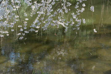 Decorative cherry tree blossoms above water with reflection.kyoto,japan.
