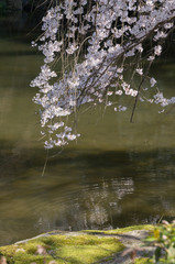 Decorative cherry tree blossoms above water with reflection.kyoto,japan.