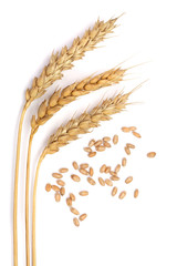 grain and ears of wheat isolated on white background. Top view