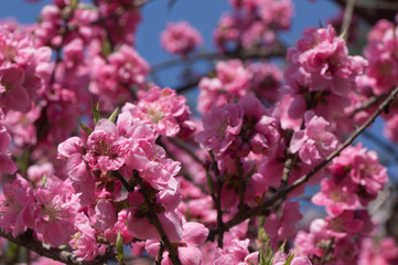 Spring plum blossom in shrine,Japan.