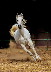 Obraz na płótnie Canvas Arabian Horse 1