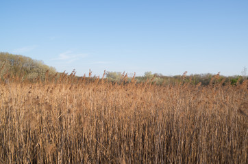 schilfmeer
