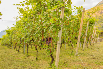 Fototapeta na wymiar close up of a vineyard / close up of a vineyard during the harvest season