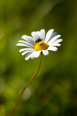 White flower Daisy on color autumn background.