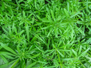 Green floral background of the Galium aparine - top view. Green, tenacious weed plant with small...
