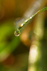 Drops of morning dew on green grass detail on nature background.