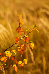 Autum tree color leaves for autumnal background.