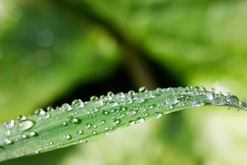 Drops of morning dew on green grass detail on nature background.