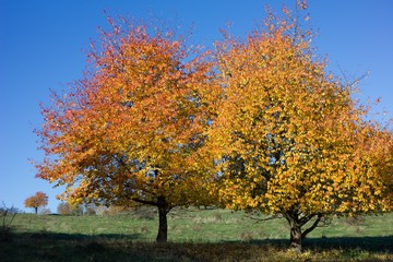 Naklejka premium Colorful autumn leaves of a tree in the background.