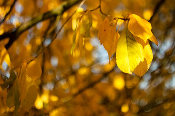 Colorful autumn leaves of a tree in the background.