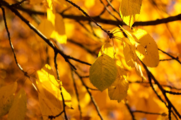 Colorful autumn leaves of a tree in the background.