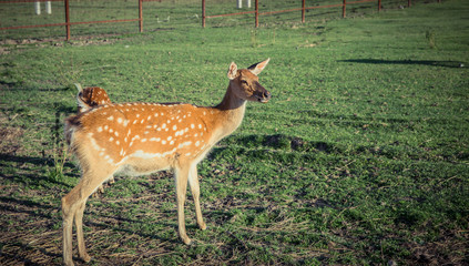 sika deer on pasture