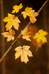 Colorful autumn leaves of a tree in the background.