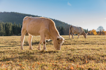 A herd of cows on autumn pasture. Autumn meadow and cow