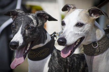 Whippet