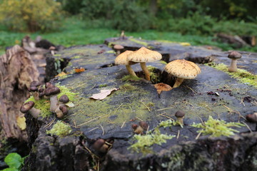 Naklejka na ściany i meble mushrooms on tree stump in park