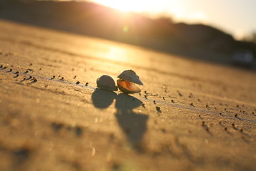 Sunset with Shell