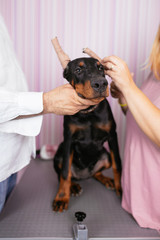 Young purebred doberman puppy getting veterinary treatment because of cropped ears. Dog cropping.