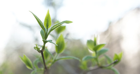 Fototapeta na wymiar fresh jasmine leaves in spring