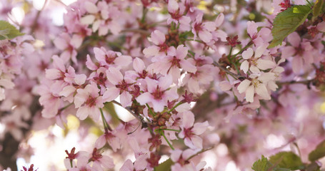 beautiful sakura cherry tree blossom