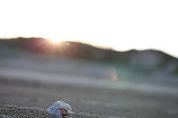 Sunset with Shell