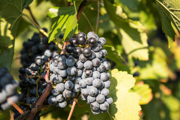 Red grapes in a vineyard on a sunny day.