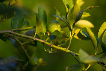 Citrus tree branch with unripe green lemon fruit illuminated by sunlight. Selective focus, green defocused background.