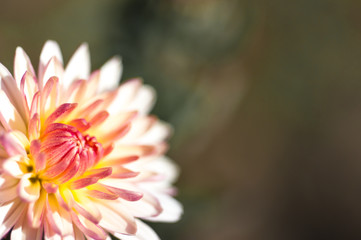 Flower close up in natural light..