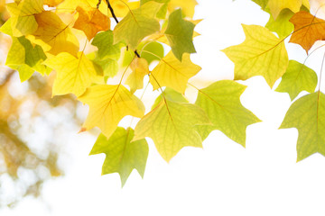 Colorful tulip tree leaves. Autumn background