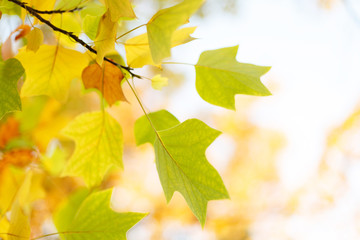 Tulip tree leaves in soft light. Autumn background