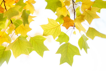 Beautiful autumn background with colorful leaves