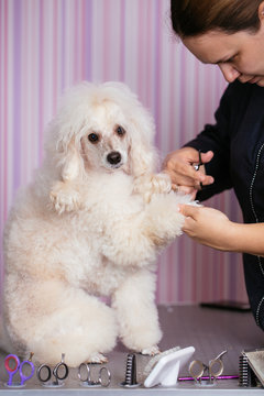 Dog grooming process. Beautiful white or apricot miniature poodle sits on the table while being brushed and styled by a professional groomer.
