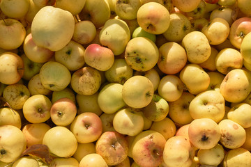 box with apples and apple tree garden