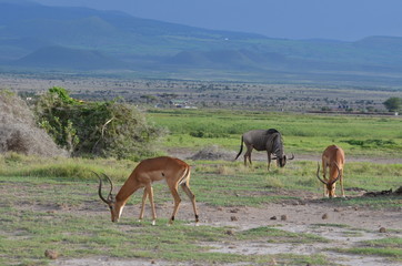 Naklejka na ściany i meble Antilopes Impalas mâles avec gnou broutant dans le parc Amboseli, Kenya