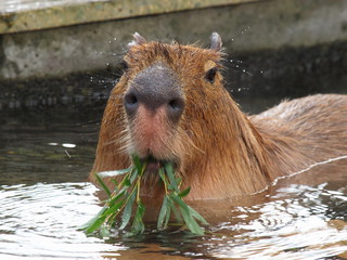 温泉の中で笹を噛むカピバラ