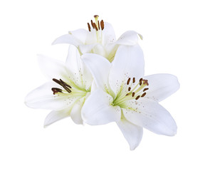 Fototapeta na wymiar Lily white flowers