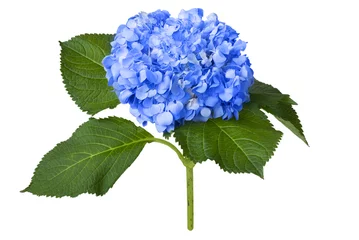 Fotobehang Hydrangea Mooie blauwe hortensia