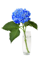 Wonderful blue hydrangea