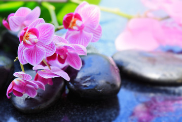 Fototapeta na wymiar Black spa stones and pink orchid.
