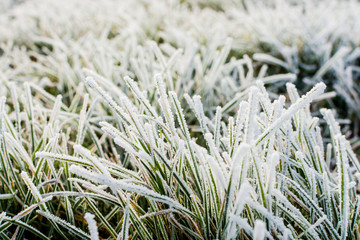 Frosty grass