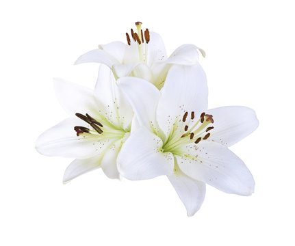 Fototapeta Lily white flowers