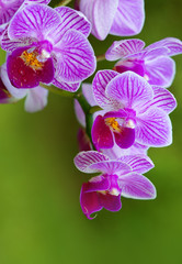 Closeup of a pink orchid with water drops.