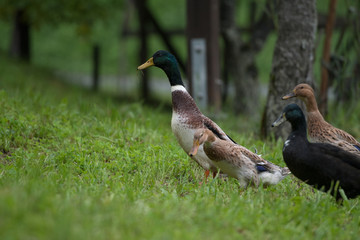 Enten am Bauernhof