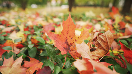 maple and oak leves on bush in autumn