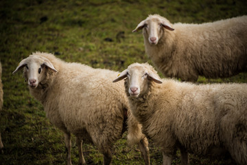 Sheep in Slovenian Countryside