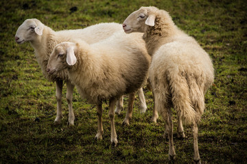 Obraz na płótnie Canvas Sheep in Slovenian Countryside