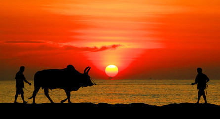 silhouette man with a cow walks on the beach