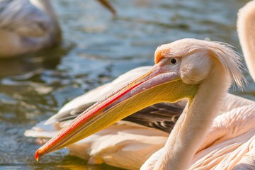 Pink pelican portrait close up - Pelecanus onocrotalus