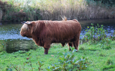 Highland cattle